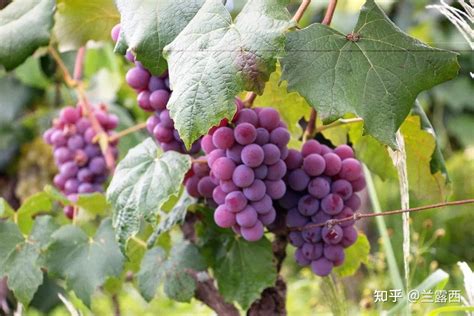 葡萄樹英文|葡萄 樹, 翻译成 英文, grapes, grapevine. 中文